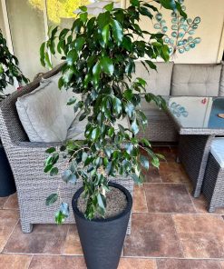 Ficus benjamina en macetero desmontable