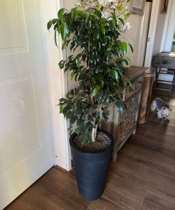 Ficus benjamina en macetero desmontable
