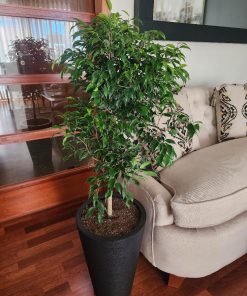 Ficus enano(hoja enana)