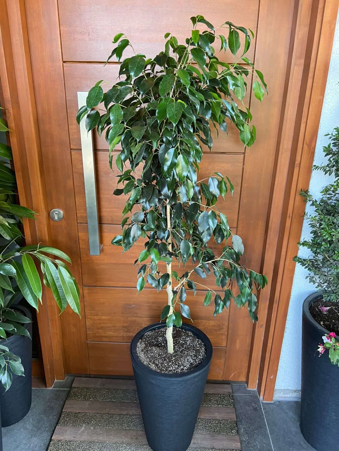 Ficus benjamina ( planta natural)