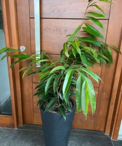 Ficus Alii 🌱+ Macetero