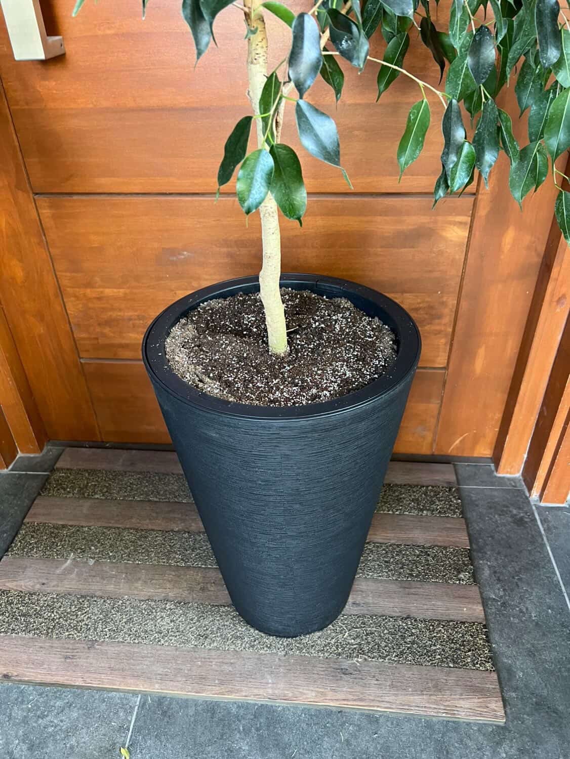 Ficus benjamina ( planta natural) - Imagen 3
