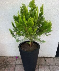 Pino Thuja dorada🌲+Macetero