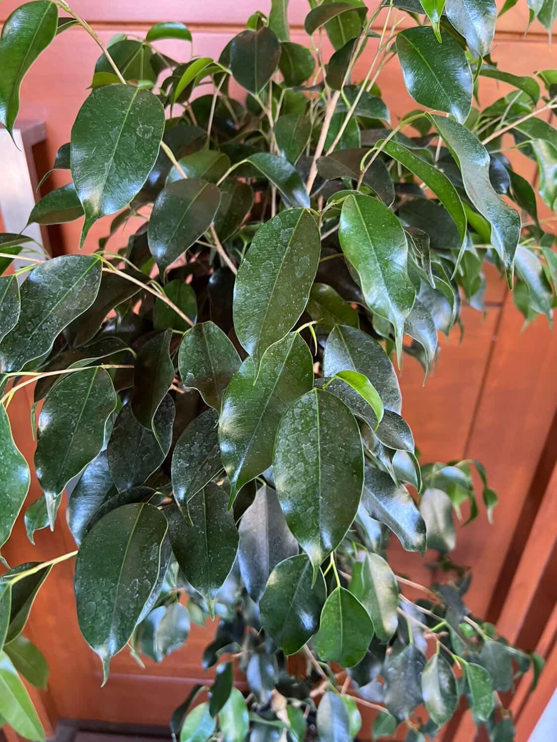 Ficus benjamina ( planta natural) - Imagen 2
