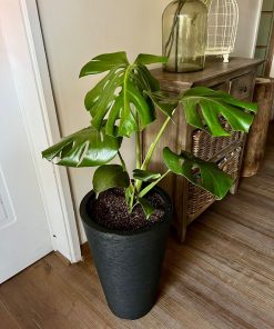 Monstera 🌱+ macetero