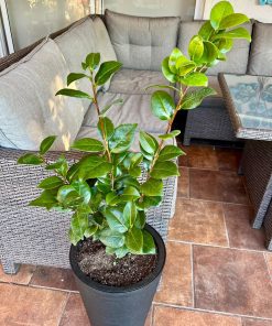 Camelia 🌱+ macetero