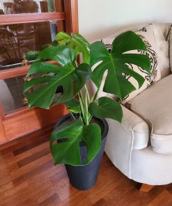 Monstera en macetero doble