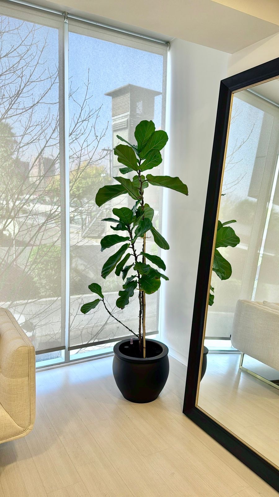 Ficus Lyrata con macetero autorregante - Imagen 2