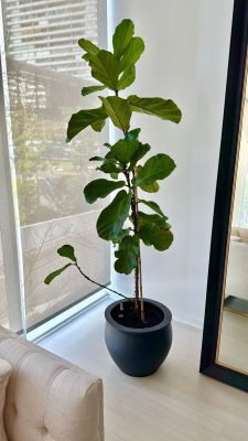 Ficus Lyrata con macetero autorregante