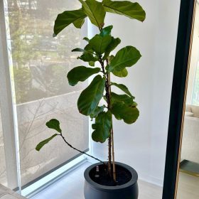 Ficus Lyrata con macetero autorregante